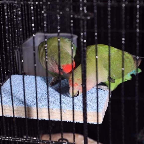 8 Packs Bird Swing Chewing Toys- Parrot Hammock Bell Toys Suitable for Parakeets - Picture 7 of 8